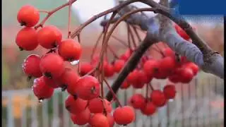 1  Северное лето