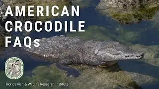 American Crocodile FAQs