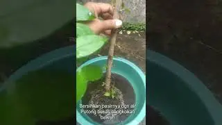 Anting Putri program paku sundel bolong