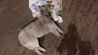 The Puppy Is In A Critical Condition Unconscious, Having A Seizure In The Middle Of An Empty Cemeter