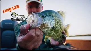 Big Fish Tries to Steal My MEAL! (Crappie Fishing)
