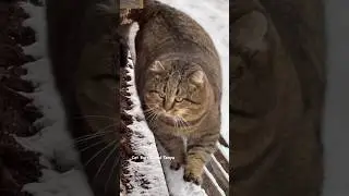 ✨ Красавчик со всех сторон ✨Барсик 
