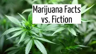 Marijuana Facts You Probably Don't Already Know: Marijuana For Beginners | Discover Marijuana