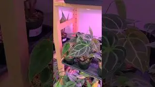 Plant Shopping at The Plant Ward in Worcester, MA 🌿 part 6 #jaclynnsjungle #plantshopping #plants