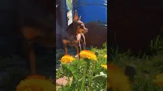 Яблони в цвету