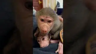 СМЕХ! Люся, Степка и Маня!