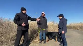 Агрессия?? Усыпить ротвейлера!! Дрессировка собак
