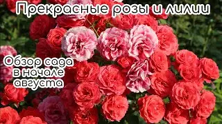 Прекрасные розы и лилии. Обзор сада в начале августа