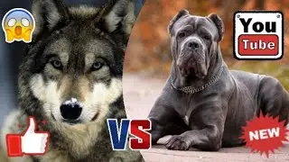 ВОЛК ПРОТИВ КАНЕ КОРСО-КТО ПОБЕДИТ?!//A.B.B//