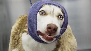 The definition of drama: HUSKY.