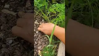 Carrots #garden #gardening #hobby