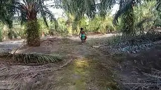 Musim panas kemarau hasil panen sawit berkurang