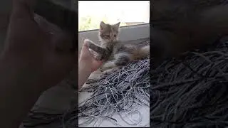 КОТЁНОК 🐱🐱🐱🐱 МАШМАШ 👍🌏