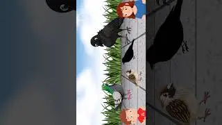 jakie ptaki spotkasz w miescie bajka zagadka 
