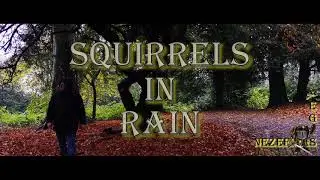4K SQUIRRELS IN RAIN`2020  - WINDMILL PARK. DUNGANNON. NORTHERN IRELAND