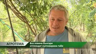 Агротема: Все повече българи отглеждат култивирани гъби, автор: Ана Минева
