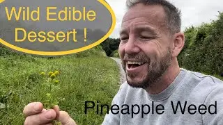 How to identify pineapple weed and use it in the kitchen | Wild food dessert recipe