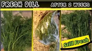 How to Store 💯 FRESH DILL for 2 Weeks-Simple and Easy