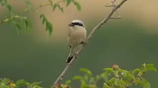 Красноспинный сорокопут / Red-backed shrike