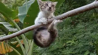Climbing Cute Kittens 🐈🐈🐱🐱