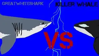 Killer Whale Vs GreatWhite no music