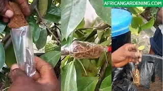 How to Air layer a Soursop tree to get multiple new plants in few weeks