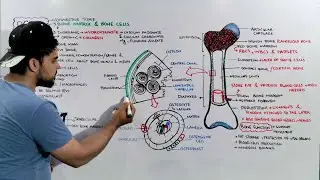 Bone tissue Structure, Composition and Functions / Bone anatomy and Physiology