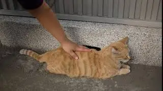 Half Life Cat