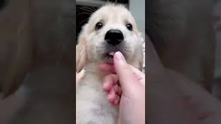 Smart Golden Retriever #goldenretriever