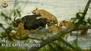Wild Botswana | When the Grasslands Become a Battlefield for Survival! | Animal Documentary