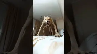 Wolf Version 💀