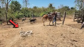 DIAS DE LUTA TENTANDO SALVAR A VIDA DE 2 BEZERROS 😓. Fim triste.
