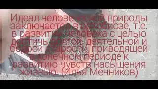 Ёжик. Живая природа.