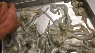 シガヤーダコ