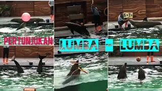 Pertunjukan Lumba-Lumba yang Pintar di Taman Safari Prigen #dolphinshow #tamansafariprigen