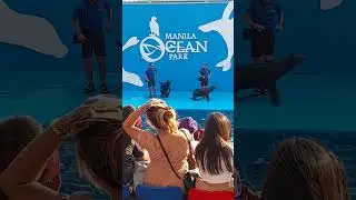 Dancing Sea Lion