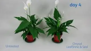 The effect of Chrysal LeafShine & Seal on Spathiphyllum