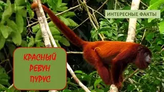Обезьяна КРАСНЫЙ РЕВУН ПУРУС🐒/Животные life/Приматы/Животные/Интересные факты