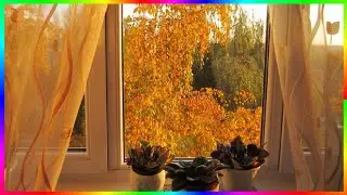 Зазолотились берёзы под окнами Золотая осень прекрасна🍂🍁