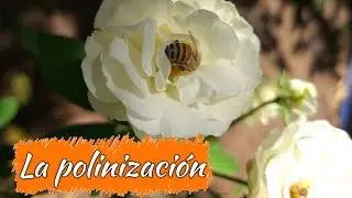 ¿Qué es la polinización? 🌻🐝 | ¿Cuáles son los tipos de polinización? 🍃 | Videos educativos 👩‍🏫