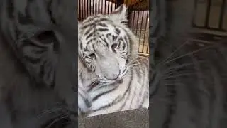 Такие разные тигриные звуки 🥰