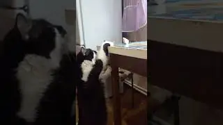 Наглец! 