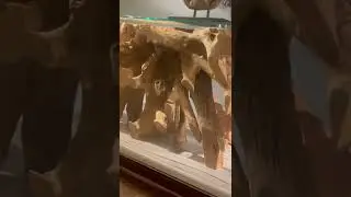 Декорация