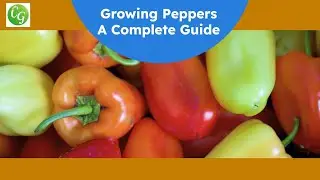 The Ultimate Pepper Growing Guide: Expert Tips for a Bountiful Harvest