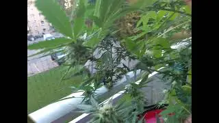 Pot, Crick, Lake
