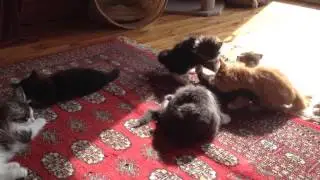Kittens everywhere Norwegian forest cat