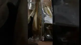 Навага дальневосточная вакуум