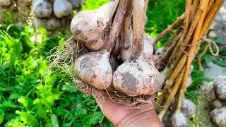Как сохранить чеснок до весны.Сроки уборки чеснока в Подмосковье.Сроки посадки под зиму.