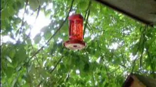 Humming Bird