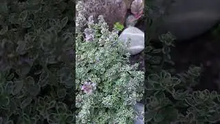 Цветёт тимьян ранний # Thymus praecos # frühe Thymianblüten ...